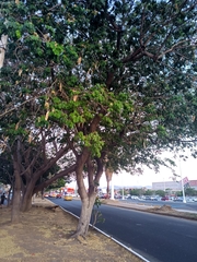 Albizia tomentosa
