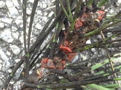 Toumeyella parvicornis