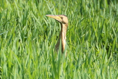 Ixobrychus minutus
