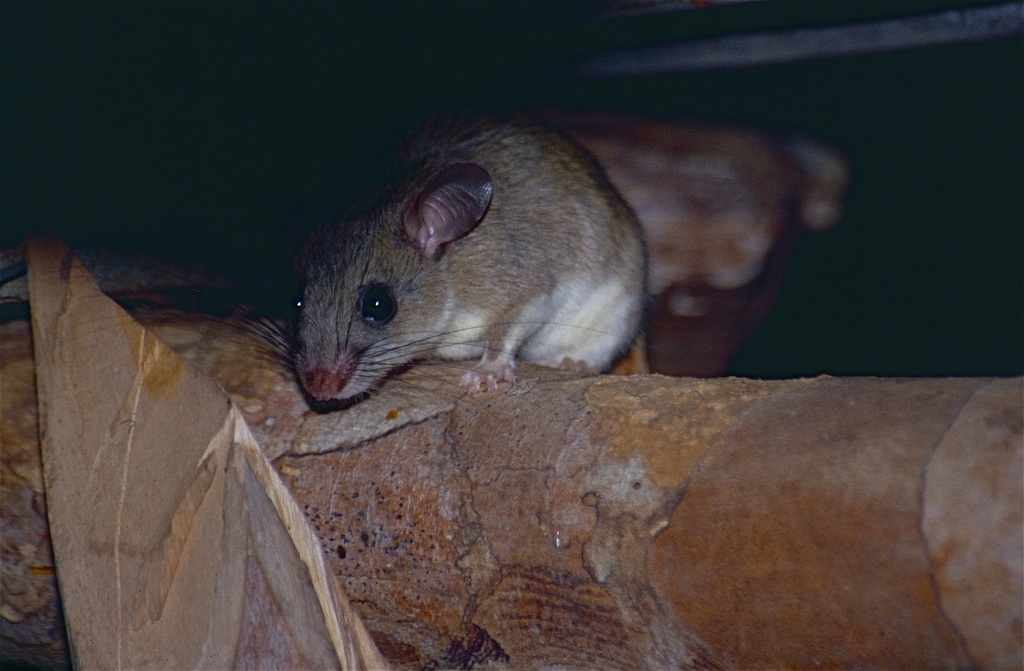 Western Tufted-Tailed Rat