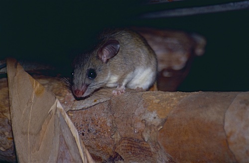 dormouse tufted-tailed rat (Eliurus myoxinus) — Least Concern Mammalia