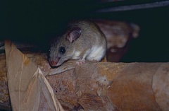 Western Tufted-Tailed Rat photo 1