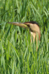 Ixobrychus minutus