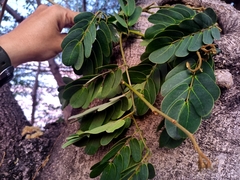 Albizia tomentosa