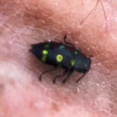 Chrysobothris chrysoela