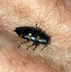 Chrysobothris chrysoela