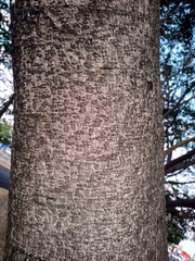 Albizia tomentosa