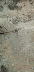 Neotama mexicana