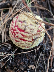 Amanita muscaria