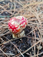 Amanita muscaria