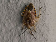 Agonoscelis versicoloratus