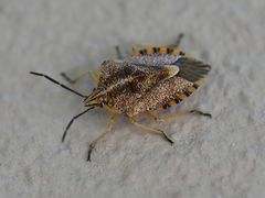 Agonoscelis versicoloratus