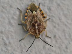 Agonoscelis versicoloratus