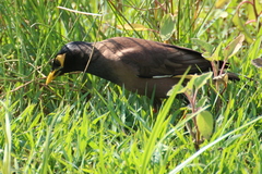 Acridotheres tristis