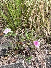 Rhodomyrtus tomentosa