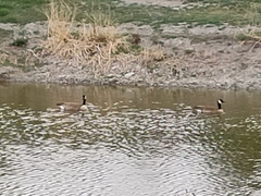 Branta canadensis