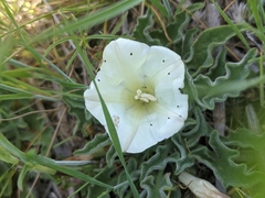 Calystegia collina oxyphylla
