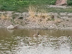 Branta canadensis