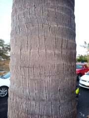 Cocos nucifera