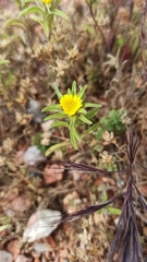 Asteriscus aquaticus