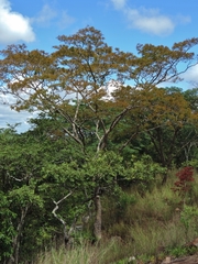 Brachystegia tamarindoides