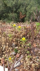 Asteriscus aquaticus