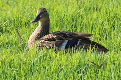 Anas platyrhynchos