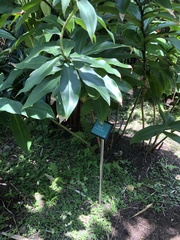 Costus barbatus