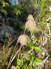 Miscanthus nepalensis
