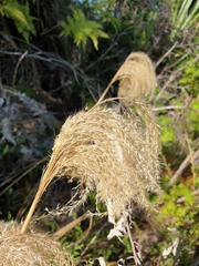 Miscanthus nepalensis
