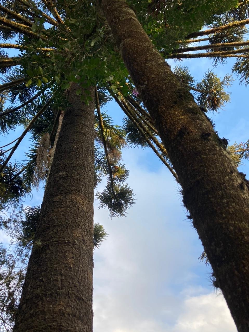 Araucaria angustifolia