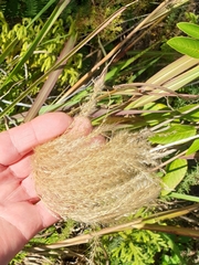 Miscanthus nepalensis