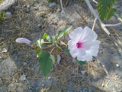 Ipomoea carnea fistulosa