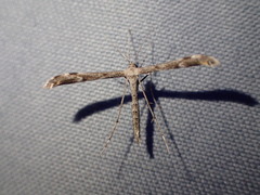 Hellinsia inquinatus