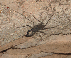 Phrynus whitei