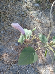 Ipomoea carnea fistulosa