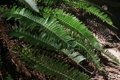 Polystichum imbricans curtum