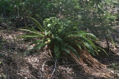 Polystichum imbricans curtum