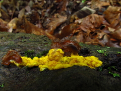 Trichoderma sulphureum