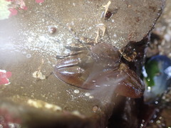 Petrolisthes manimaculis