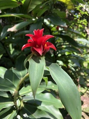 Costus barbatus