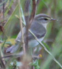 Phylloscopus trochilus