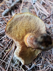 Suillus grevillei