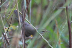 Phylloscopus trochilus