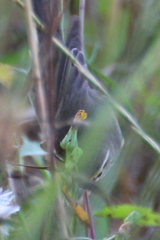 Phylloscopus trochilus