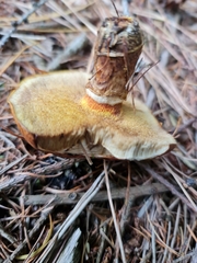 Suillus grevillei