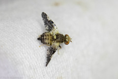 Jamesomyia geminata