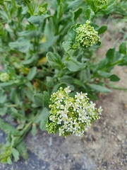 Lepidium