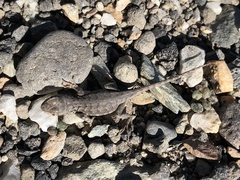 Sceloporus graciosus gracilis