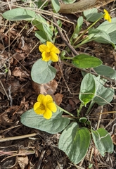 Viola vallicola